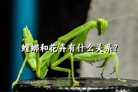 螳螂和花卉有什么关系？