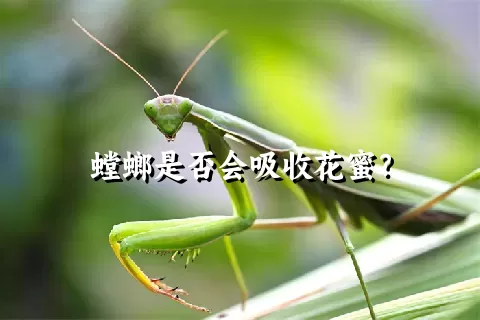 螳螂是否会吸收花蜜？