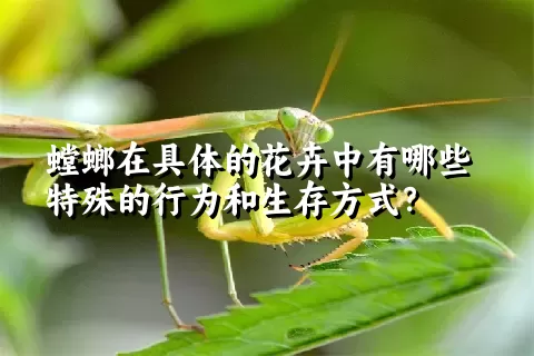 螳螂在具体的花卉中有哪些特殊的行为和生存方式？