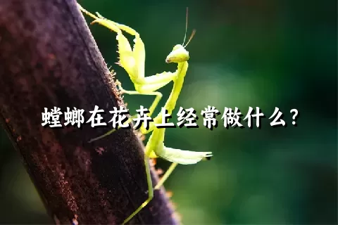 螳螂在花卉上经常做什么？