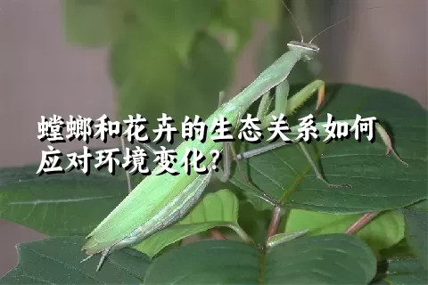 螳螂和花卉的生态关系如何应对环境变化？