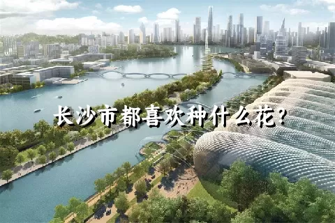 长沙市都喜欢种什么花？