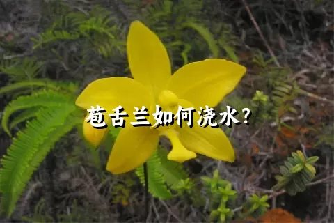 苞舌兰如何浇水？