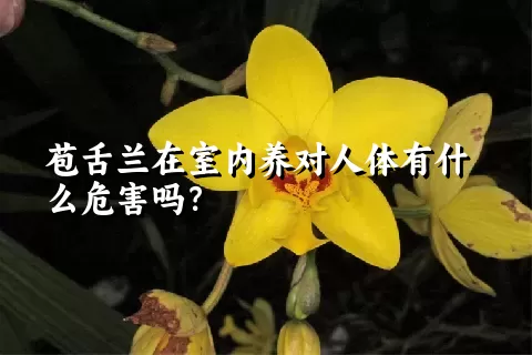 苞舌兰在室内养对人体有什么危害吗？