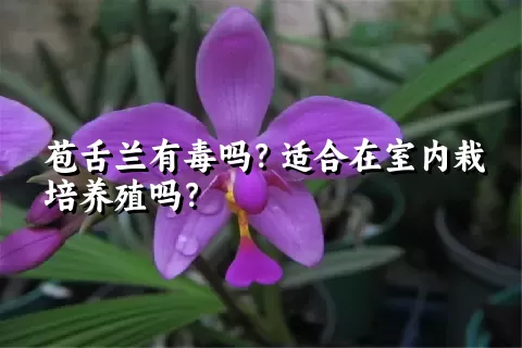 苞舌兰有毒吗？适合在室内栽培养殖吗？