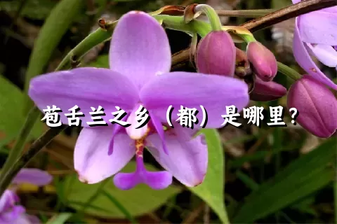 苞舌兰之乡（都）是哪里？