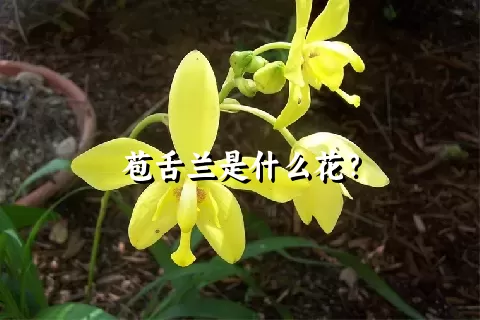 苞舌兰是什么花？