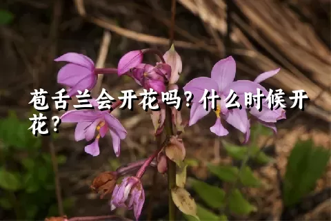 苞舌兰会开花吗？什么时候开花？