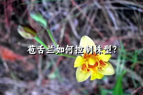 苞舌兰如何控制株型？