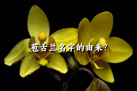 苞舌兰名字的由来？