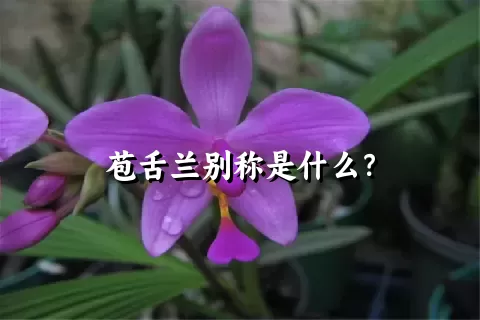 苞舌兰别称是什么？