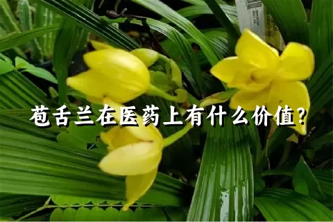 苞舌兰在医药上有什么价值？