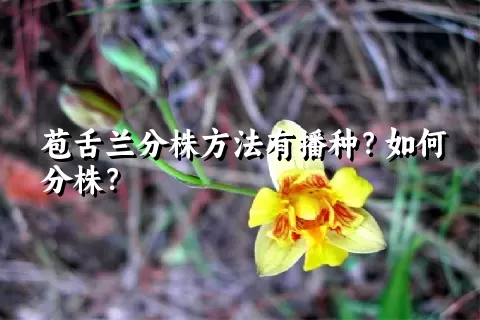 苞舌兰分株方法有播种？如何分株？