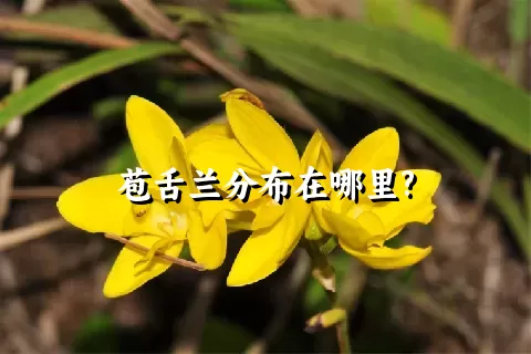 苞舌兰分布在哪里?