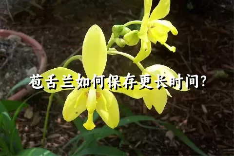 苞舌兰如何保存更长时间？