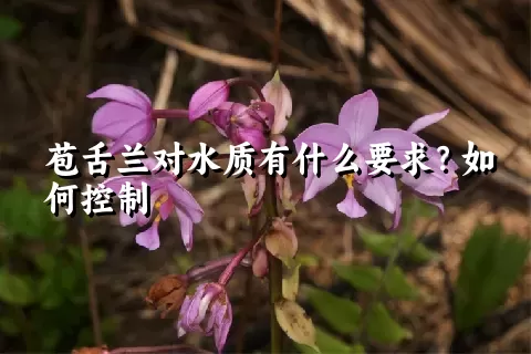 苞舌兰对水质有什么要求？如何控制