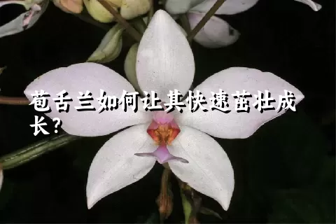 苞舌兰如何让其快速茁壮成长？