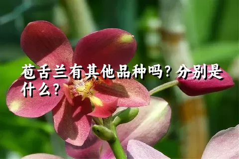 苞舌兰有其他品种吗？分别是什么？