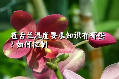 苞舌兰温度要求知识有哪些？如何控制