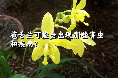 苞舌兰可能会出现那些害虫和疾病？