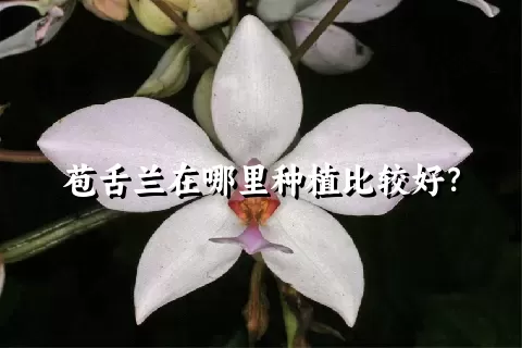 苞舌兰在哪里种植比较好？