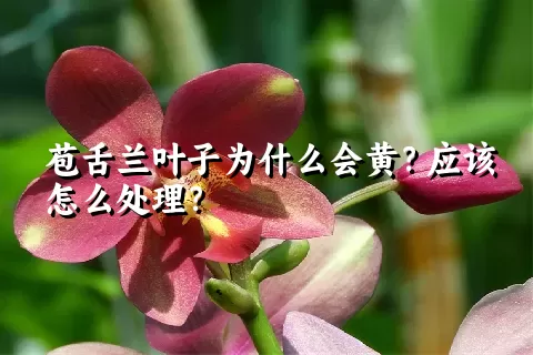 苞舌兰叶子为什么会黄？应该怎么处理？