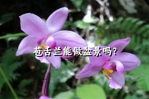 苞舌兰能做盆景吗？