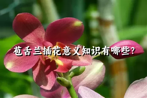 苞舌兰插花意义知识有哪些？