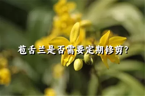 苞舌兰是否需要定期修剪？