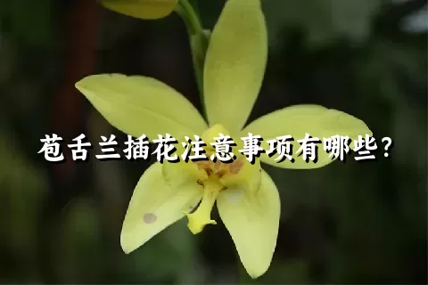 苞舌兰插花注意事项有哪些？