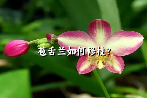 苞舌兰如何修枝？