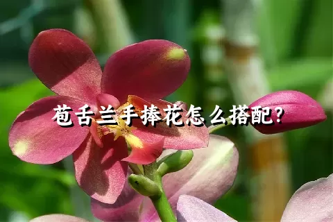 苞舌兰手捧花怎么搭配？