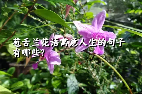 苞舌兰花语寓意人生的句子有哪些？