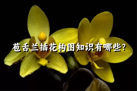 苞舌兰插花构图知识有哪些？