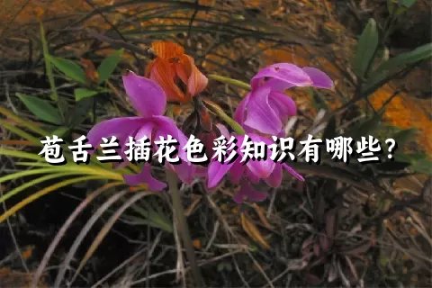 苞舌兰插花色彩知识有哪些？