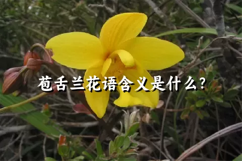 苞舌兰花语含义是什么？