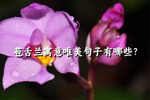 苞舌兰寓意唯美句子有哪些？