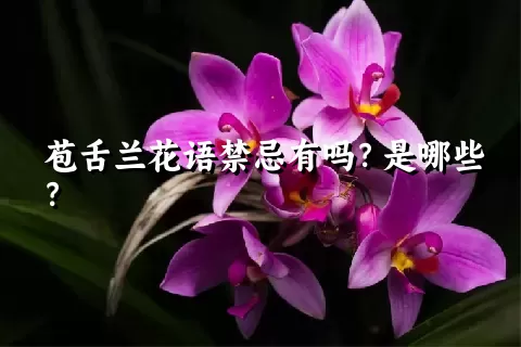 苞舌兰花语禁忌有吗？是哪些？