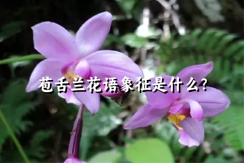 苞舌兰花语象征是什么？