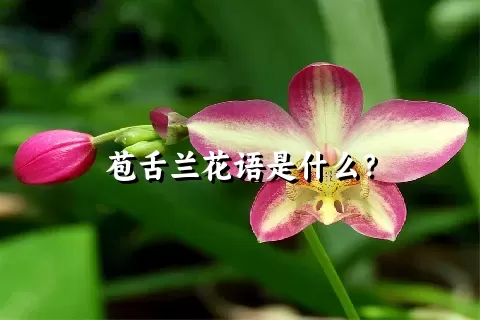 苞舌兰花语是什么？