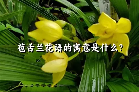 苞舌兰花语的寓意是什么？