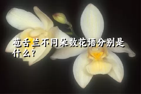 苞舌兰不同朵数花语分别是什么？