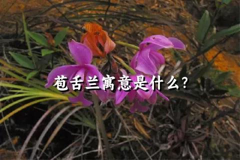 苞舌兰寓意是什么？