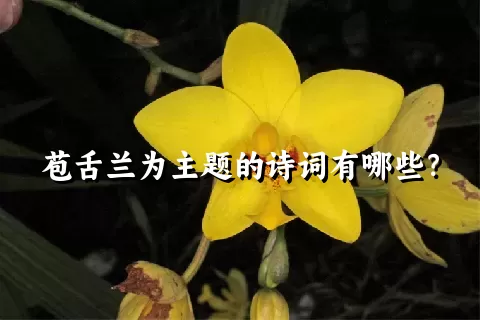 苞舌兰为主题的诗词有哪些？