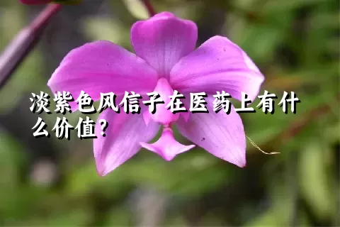 淡紫色风信子在医药上有什么价值？