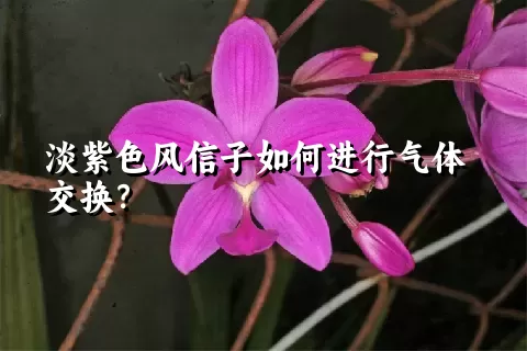 淡紫色风信子如何进行气体交换？