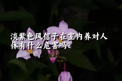 淡紫色风信子在室内养对人体有什么危害吗？