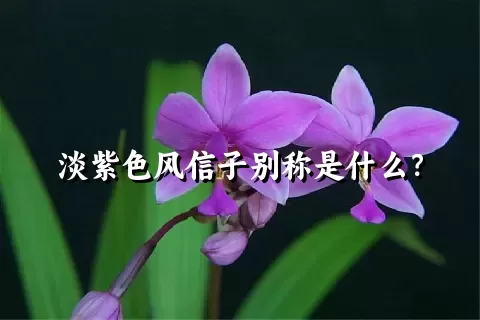 淡紫色风信子别称是什么？