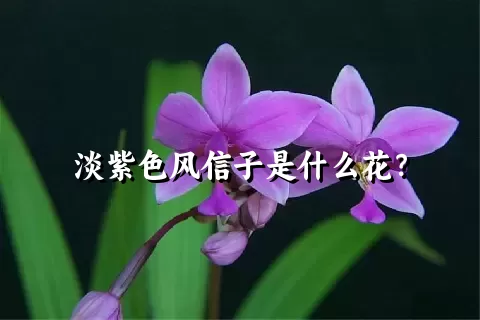 淡紫色风信子是什么花？