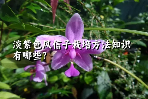 淡紫色风信子栽培方法知识有哪些？